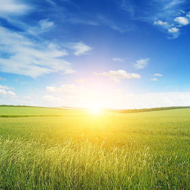 Beautiful sunset on green field