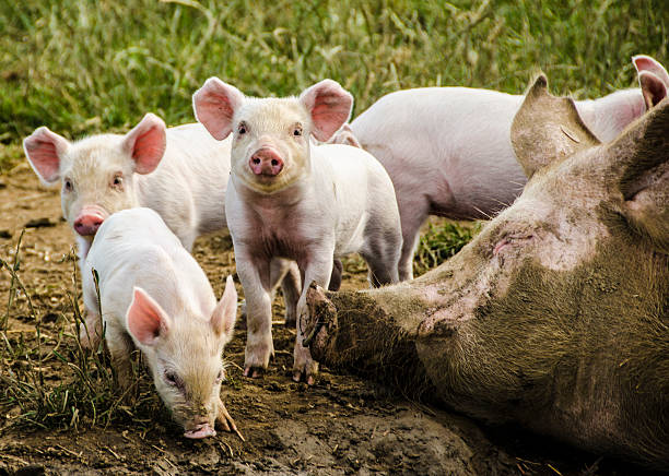 istock Organic piglets with sleeping mother 501813617