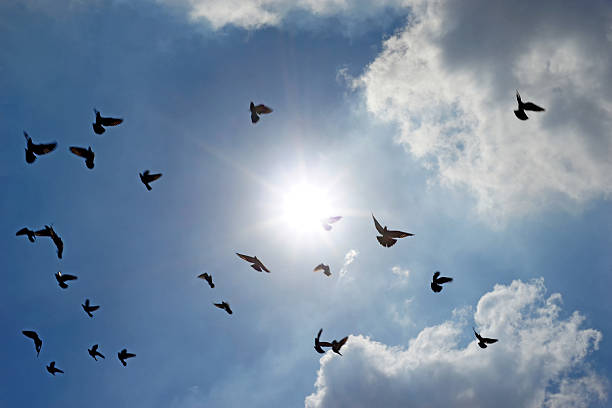 istock group of flying pigeon 501813872