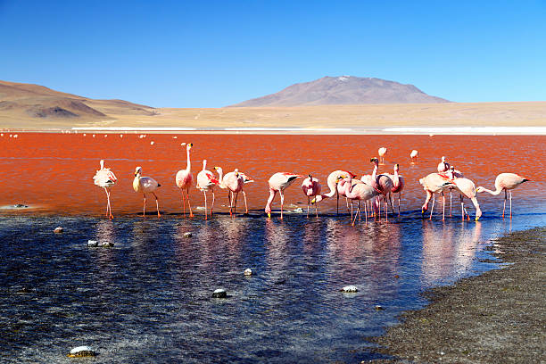 istock Flamingos on the Red Lake 501814396