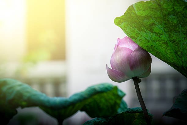 Lotus flower bud