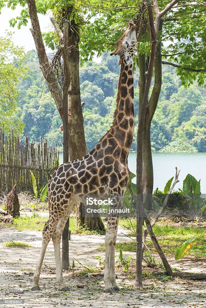 Giraffe in wildlife. Giraffe in wildlife during a safari. Africa Stock Photo