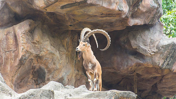 istock Nubian Ibex in wildlife. 501814853