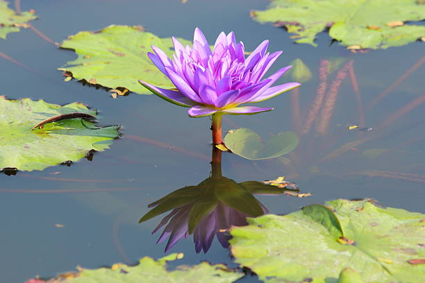 istock Lotus flower in the pond 501815327