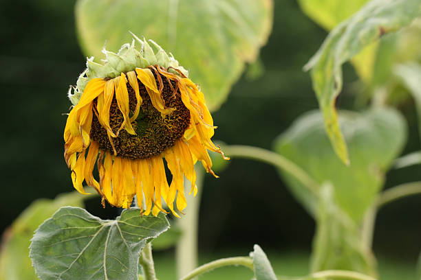 wither girasole. - pianta morta foto e immagini stock