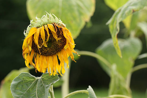 Wither sunflower. Wither sunflower. wilted plant stock pictures, royalty-free photos & images