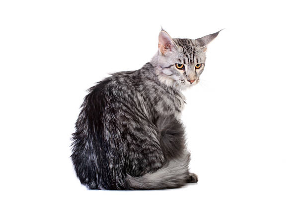 istock Silver tabby maine coon kitten, 5 month 501815701