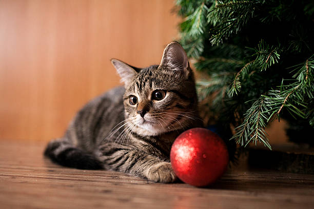 istock Christmas cat with toy 501815712
