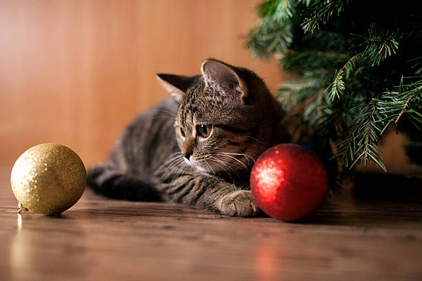istock Cat play with holiday balls 501815728