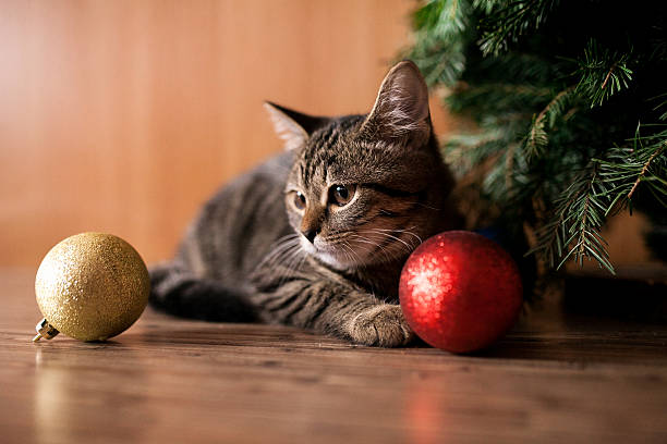 istock New year cat with toys 501815760