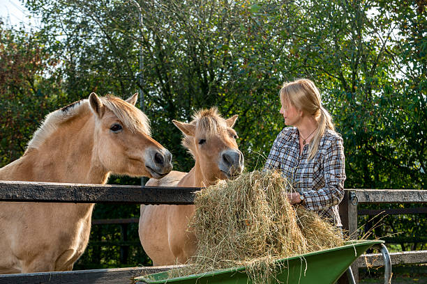istock Woman feeding her horses 501815844