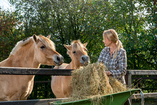 Woman feeding her horses stock photo