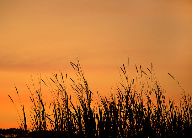 Free Stock Photo of Silhouettes of tall grass against sunset sky ...