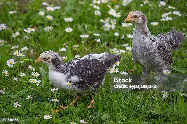 Two Chicken In The Green Grass With White Daisies Stock Photo - Download Image Now - Agriculture, Animal, Baby Chicken