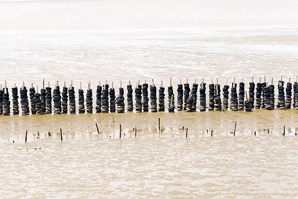 the breakwater tire wall in the wetland stock photo