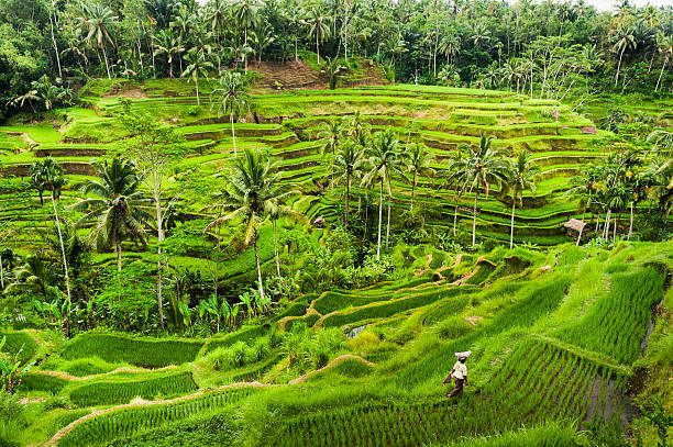 バリの棚田 - bali indonesia rice paddy rice ストックフォトと画像