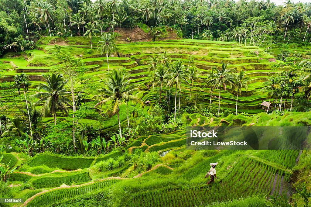 Bali Rice Terraces The rice fields terrace are works of art. One of the nicest is the Tegallalang, which is about 15 minutes from the center of Ubud.  This method of irrigation is known as Subak. Bali Stock Photo