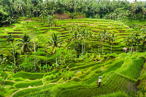 Bali Rice Terraces The rice fields terrace are works of art. One of the nicest is the Tegallalang, which is about 15 minutes from the center of Ubud.  This method of irrigation is known as Subak. ubud photos stock pictures, royalty-free photos & images
