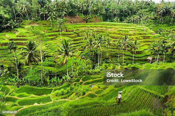 Bali Rice Terraces Stock Photo - Download Image Now - Bali, Rice Paddy, Ubud