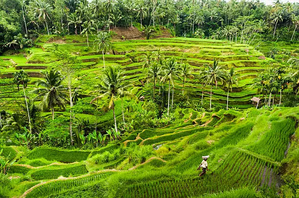 The rice fields terrace are works of art. One of the nicest is the Tegallalang, which is about 15 minutes from the center of Ubud.  This method of irrigation is known as Subak.