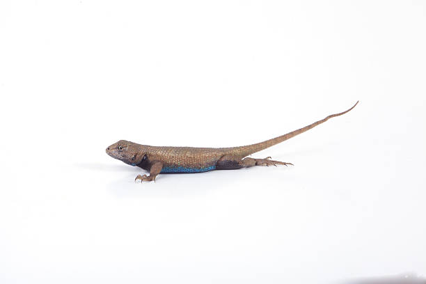 60+ Blue Belly Lizard Stock Photos, Pictures & Royalty-Free Images