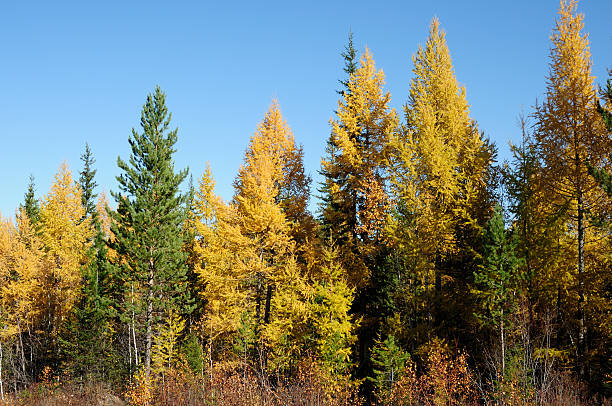 istock bright landscape. autumn at forest .photo toned 501817888