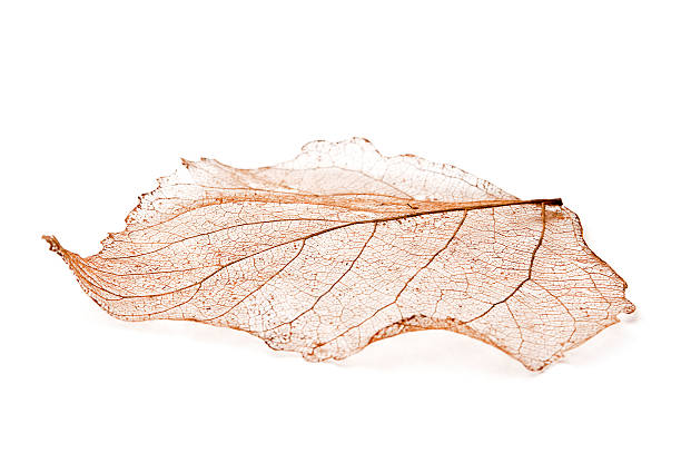 아름다운 리프 개요 - skeleton leaf 뉴스 사진 이미지