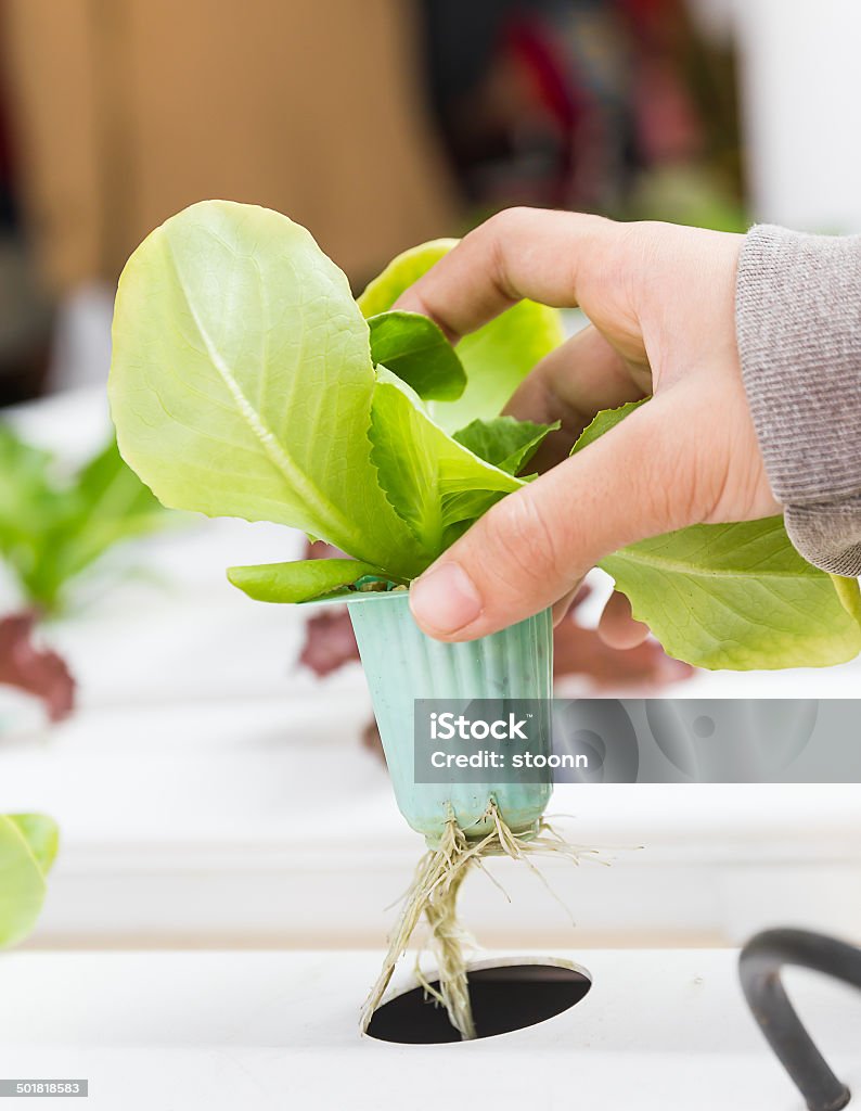 Organic hydroponic vegetable on hand Organic hydroponic vegetable on hand in a greenhouse at Thailand Agriculture Stock Photo