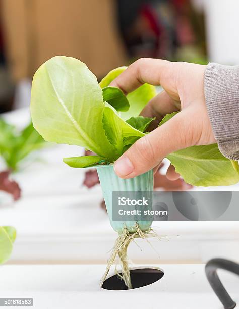 Organic Hydroponic Vegetable On Hand Stock Photo - Download Image Now - Agriculture, Farm, Food