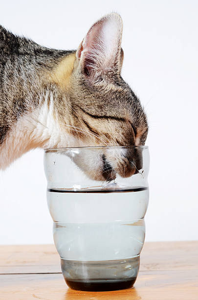 istock cute cat drinking water from glass 501819145