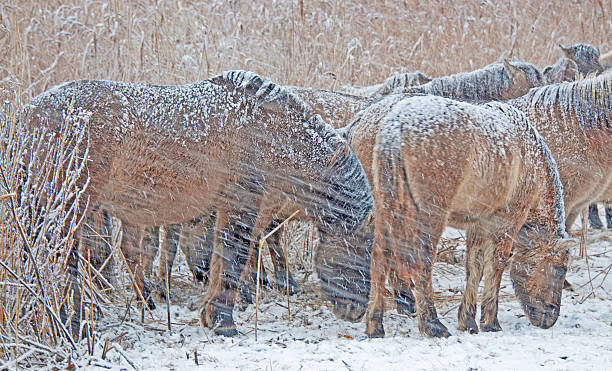 istock Horses in a blizzard in winter 501819212