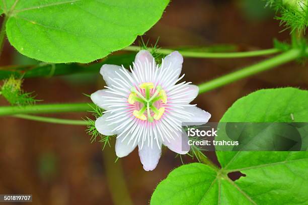 Coccinia Grandis Voigt Or Wild Ivy Gourd Stock Photo - Download Image Now - Blossom, Flower, Flower Head