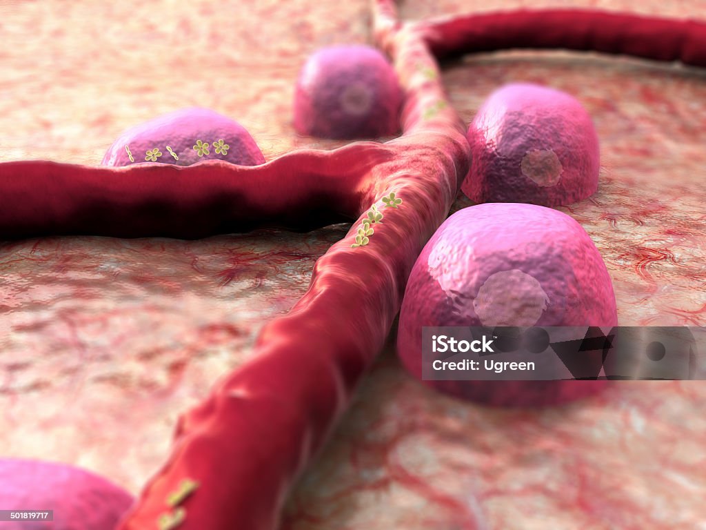 Beta cells, insulin Beta cells on the pancreas surface, insulin and leukocytes inside the blood vessel  Biological Cell Stock Photo