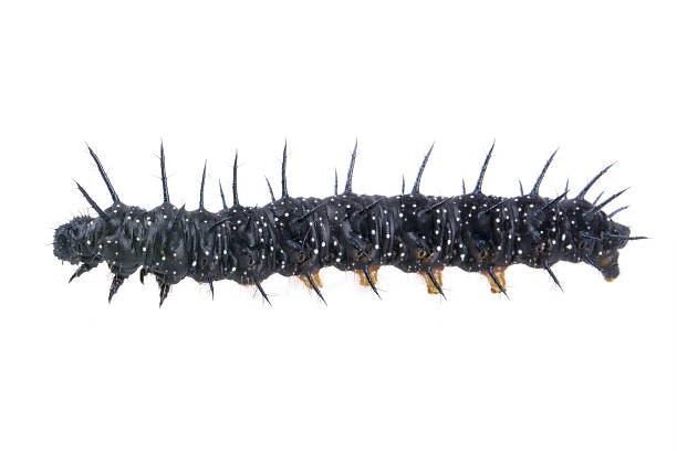 istock Black caterpillar with white spots on a white background 501820250
