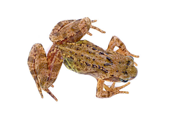 istock Brown European frog on a white background 501821062