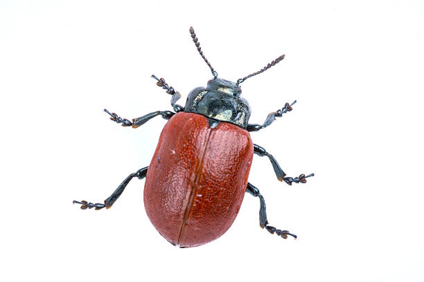istock Red beetle on white background from family Chrysomelidae 501821632