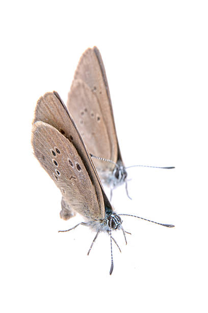 istock Two brown butterflies on a black background 501822096