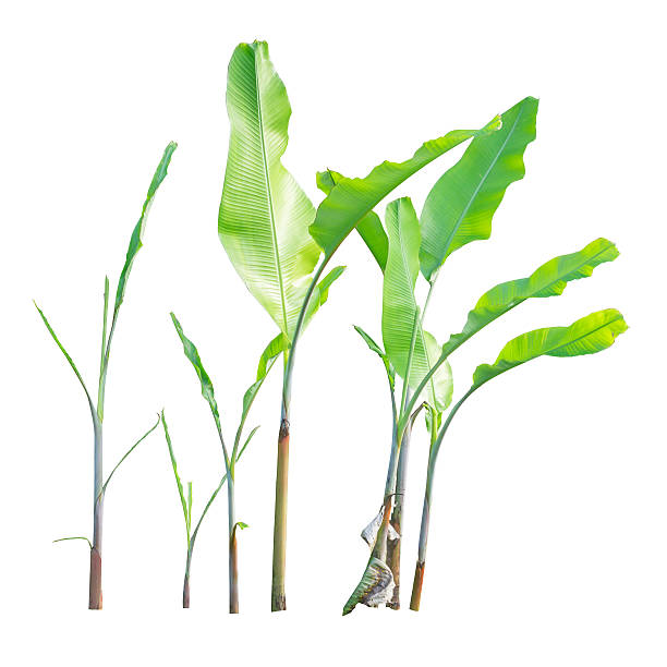 istock Banana trees isolated on white background 501822710