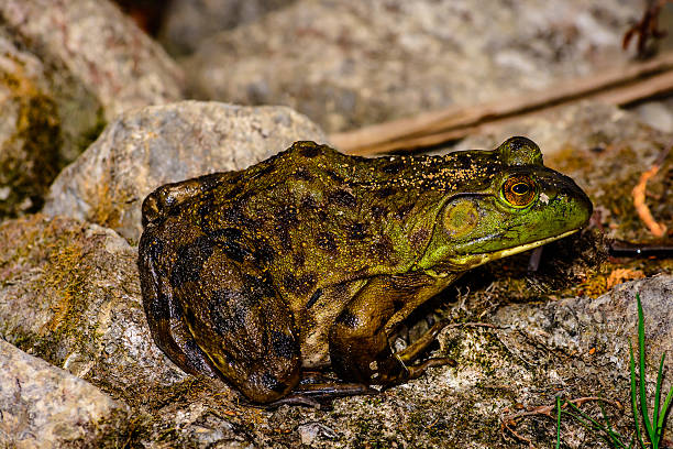 istock American Bullfrog on some rocks. 501823560