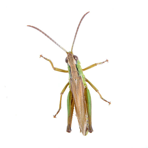 istock Green brown grasshopper on a white background 501823844