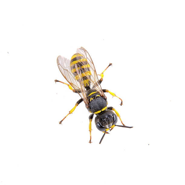istock Black insect whith yellow stripes on the white background 501825194