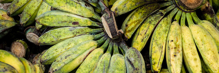 Unripe Cardava green and yellow Bananas for Sale at local market in Tana Toraja, Sulawesi Indonesia