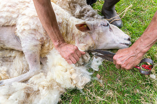 istock Male arms sheaving wool from sheep with scissors 501826368