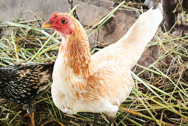 istock Focus the brown chicken on dried grasses 501827088