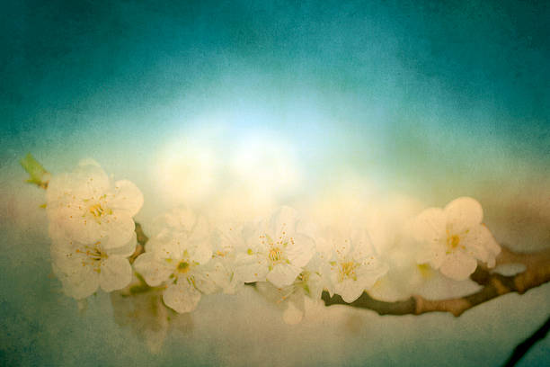 istock Vintage photo of tree flower 501830117