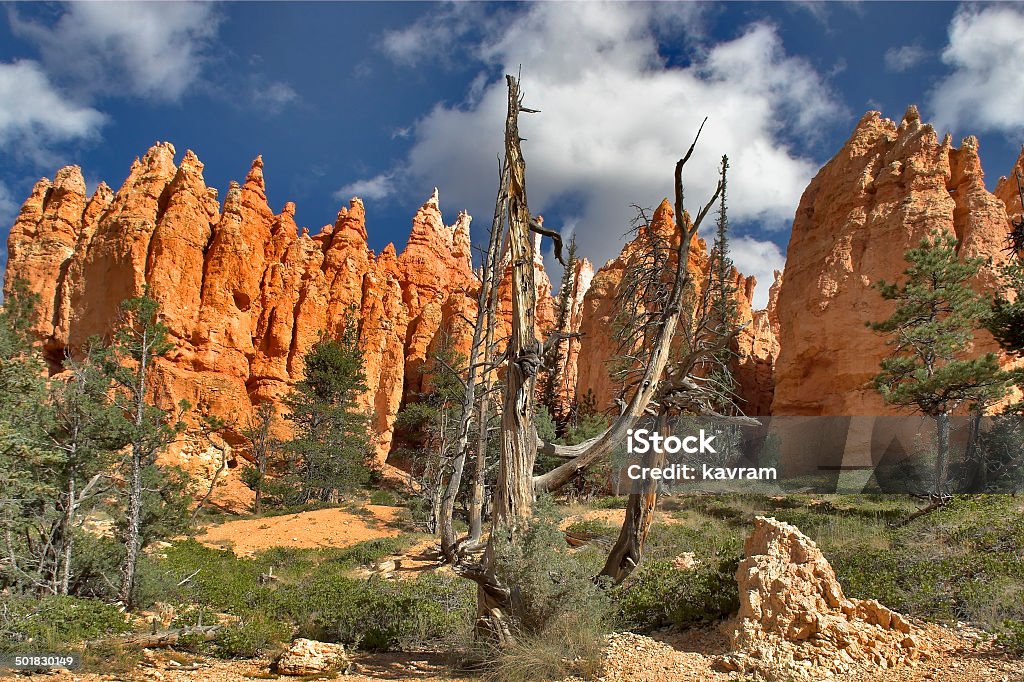 The dried up tree The well-known orange rocks in Bryce canyon in state of Utah USA Badlands Stock Photo