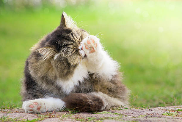 istock grey furry Cat cleaned outdoors in green garden 501831503