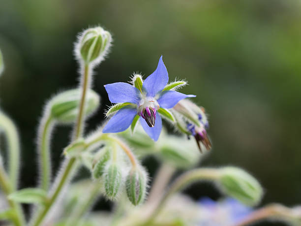 istock Blue Borago officinalis  flowers bloom in summer flower beds 501831741
