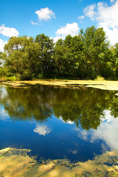 istock Lake of the Woods 501832109