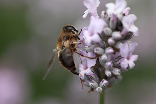 Close up image of a hoverfly in a lavender flower